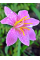 Зефірантес Rosea (5 шт. в упаковці)