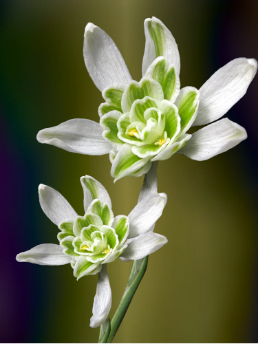 Підсніжник Nivalis Flore Pleno (3 шт. в упаковці)