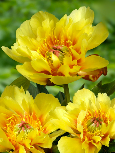 Півонія ITOH Border Charm (1 шт. в упаковці)