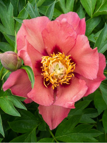 Пион ITOH Old Rose Dandy (1 шт. в упаковке)