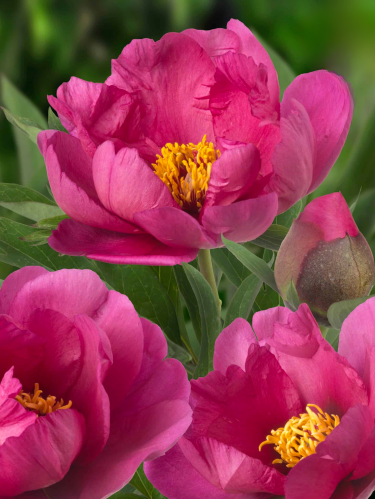 Пион ITOH Pink Ardour (1 шт. в упаковке)