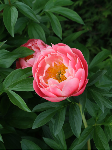 Півонія Lovely Rose (1 шт. в упаковці)