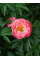 Півонія Lovely Rose (1 шт. в упаковці)