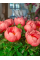 Півонія Lovely Rose (1 шт. в упаковці)