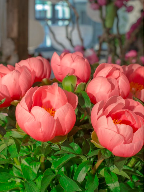Півонія Lovely Rose (1 шт. в упаковці)