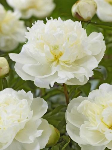 Півонія Duchesse de Nemours "Select" (1 шт. в упаковці)