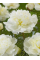 Півонія Duchesse de Nemours "Select" (1 шт. в упаковці)
