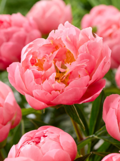 Півонія Pink Hawaiian Coral (1 шт. в упаковці)