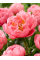 Півонія Pink Hawaiian Coral (1 шт. в упаковці)