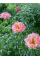 Півонія Pink Hawaiian Coral (1 шт. в упаковці)