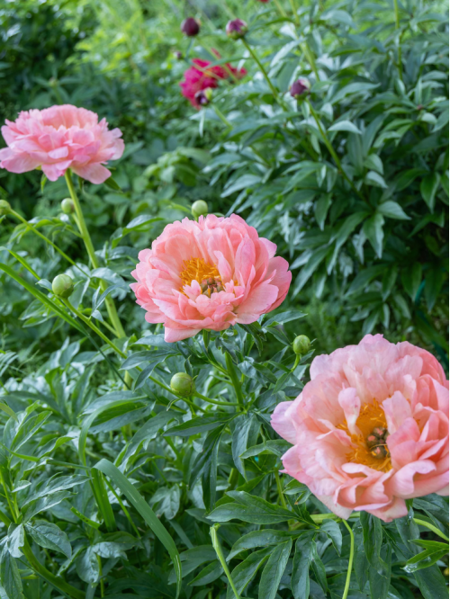 Півонія Pink Hawaiian Coral (1 шт. в упаковці)