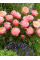 Півонія Pink Hawaiian Coral (1 шт. в упаковці)