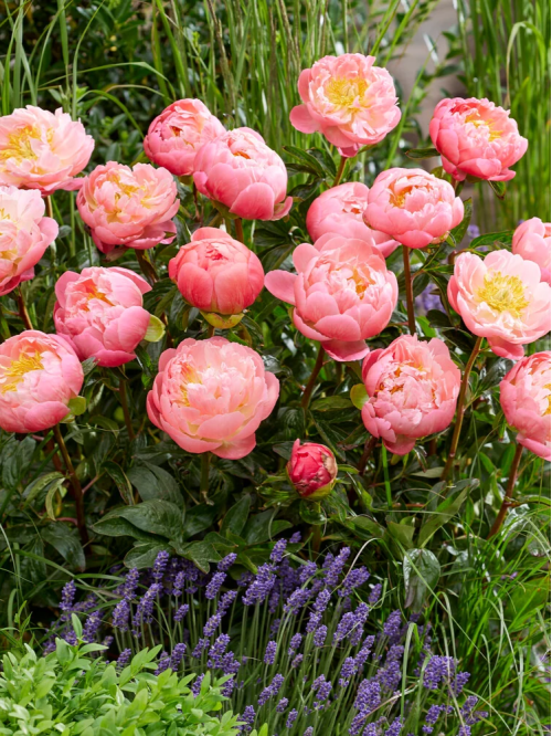 Півонія Pink Hawaiian Coral (1 шт. в упаковці)