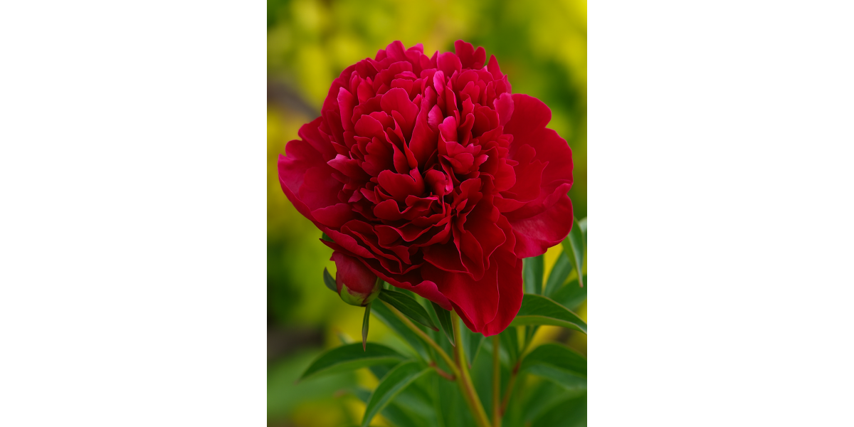 Півонія Red Sarah Bernhardt (Fiona) (1 шт. в упаковці)