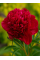 Пион Red Sarah Bernhardt (Fiona) (1 шт. в упаковке)