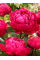 Пион Red Sarah Bernhardt (Fiona) (1 шт. в упаковке)