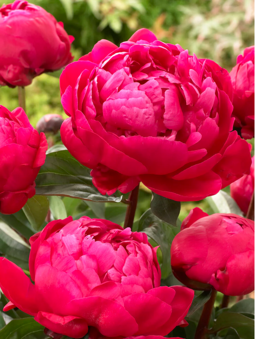 Пион Red Sarah Bernhardt (Fiona) (1 шт. в упаковке)
