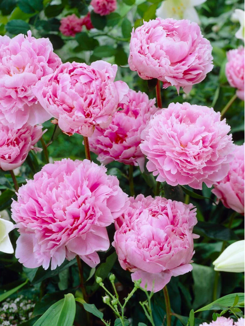 Пион Sarah Bernhardt "Unique" (1 шт. в упаковке)