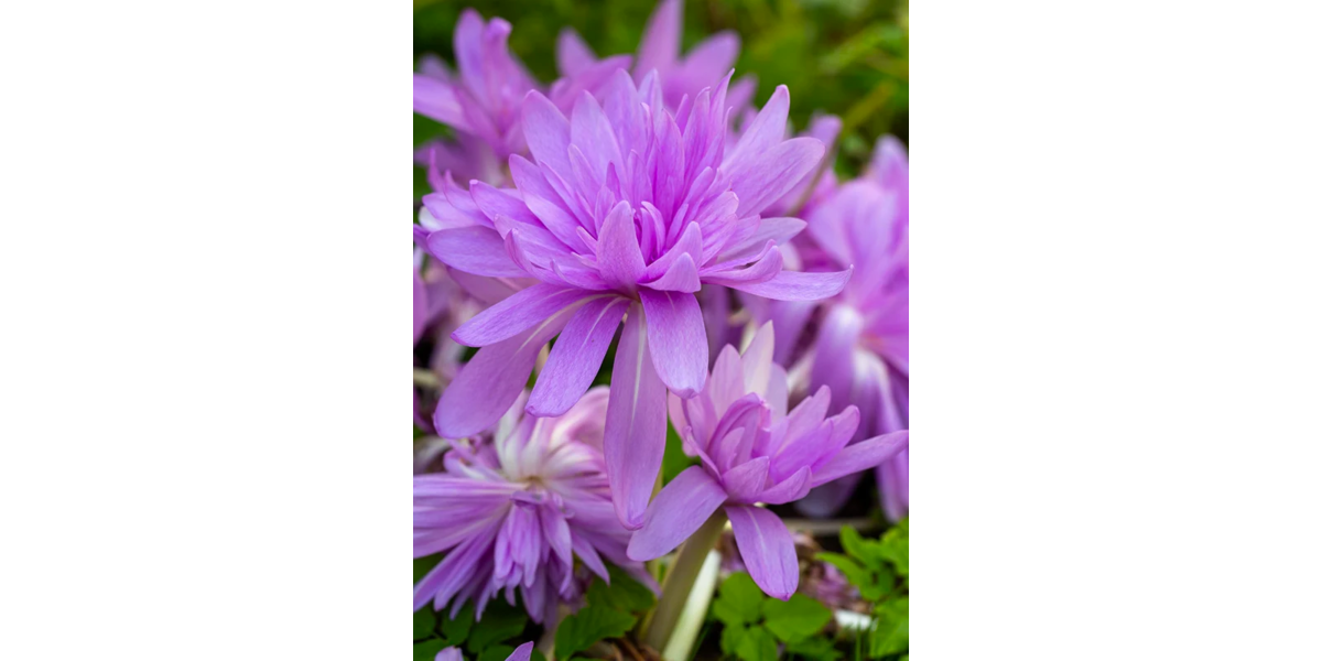 Пізньоцвіт Autumnale Pleniflorum