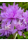 Пізньоцвіт Autumnale Pleniflorum