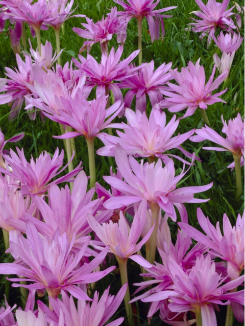 Пізньоцвіт Autumnale Pleniflorum