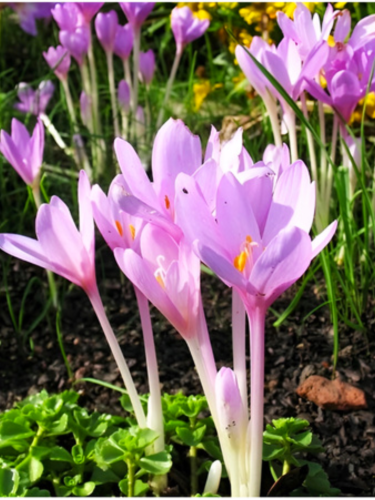 Пізньоцвіт Lilac Bedder