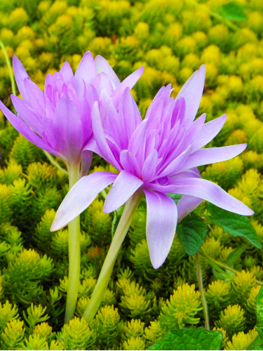 Безвременник Waterlily