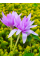 Пізньоцвіт Waterlily