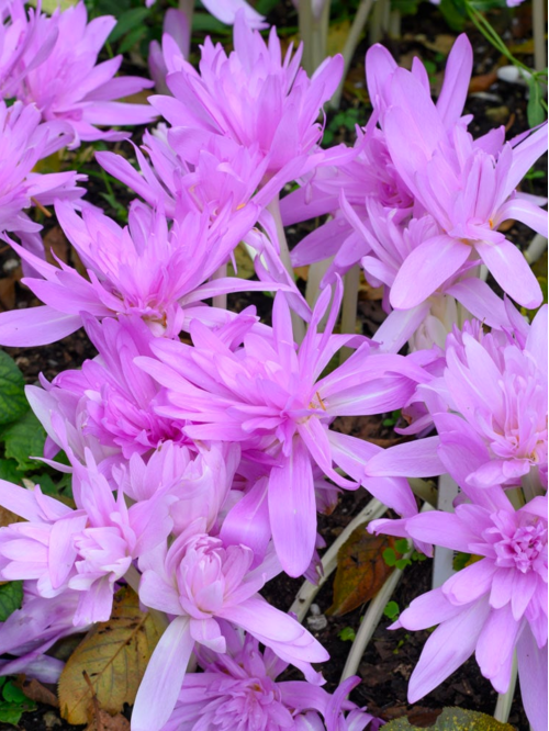 Пізньоцвіт Waterlily
