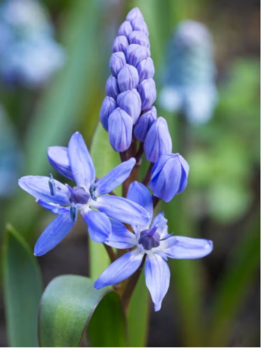 Подснежник Bifolia (5 шт. в упаковке)