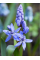 Проліска Bifolia (5 шт. в упаковці)