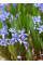 Проліска Bifolia (5 шт. в упаковці)