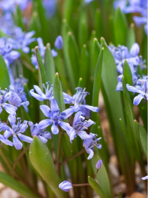 Проліска Bifolia (5 шт. в упаковці)