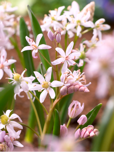 Подснежник Bifolia Rosea (5 шт. в упаковке)