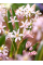 Проліска Bifolia Rosea (5 шт. в упаковці)