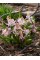 Проліска Bifolia Rosea (5 шт. в упаковці)