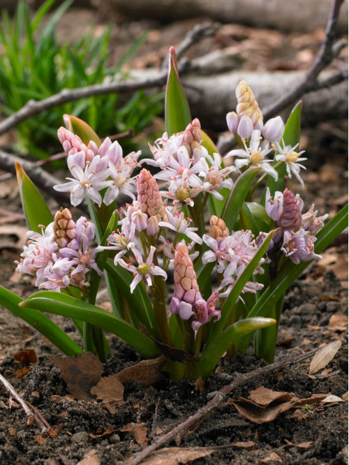 Проліска Bifolia Rosea (5 шт. в упаковці)
