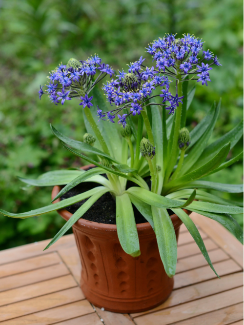 Проліска Peruviana