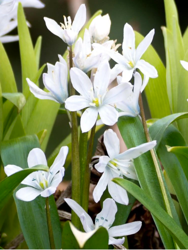 Проліска Siberica Alba (5 шт. в упаковці)
