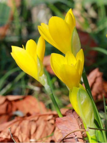 Штернбергия Lutea (2 шт. в упаковке)