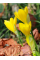 Штернбергія Lutea (2 шт. в упаковці)