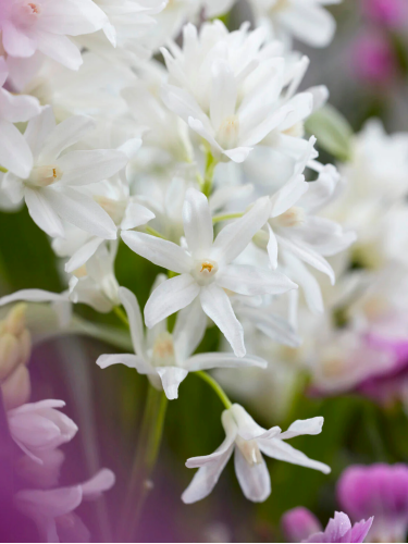 Пушкиния Libanotica Alba (5 шт. в упаковке)