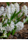 Пушкінія Libanotica Alba (5 шт. в упаковці)