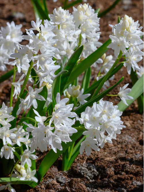 Пушкінія Libanotica Alba (5 шт. в упаковці)