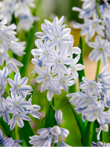 Пушкінія Scilloides var. libanotica (5 шт. в упаковці)