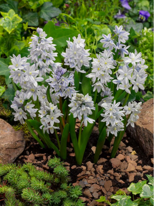 Пушкінія Scilloides var. libanotica (5 шт. в упаковці)