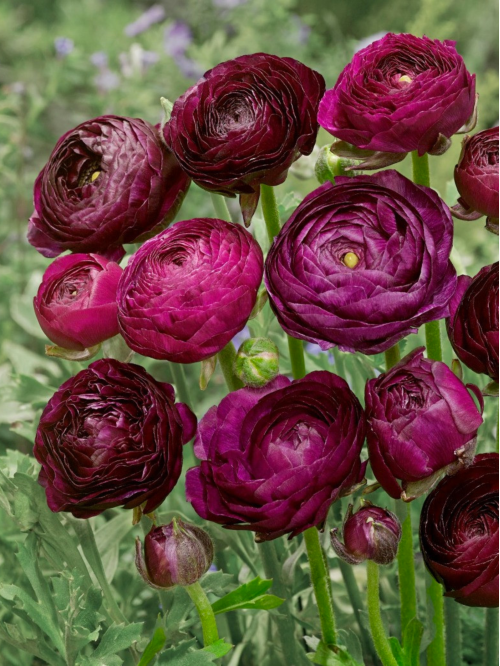 Ранункулюс (лютик) Aviv Purple (5 шт. в упаковці)