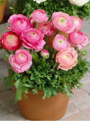 Ранункулюс (лютик) Tomer Roze (5 шт. в упаковці)