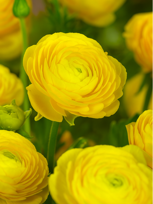 Ранункулюс (лютик) Tomer Yellow (5 шт. в упаковці)