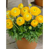 Ранункулюс (лютик) Tomer Yellow (5 шт. в упаковці)